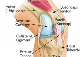 Knee Anatomy Robina Physio