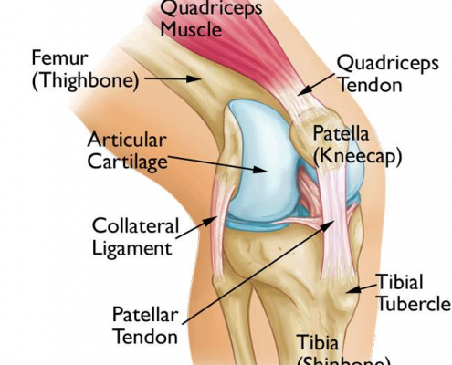 Knee Anatomy Robina Physio