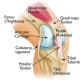 Knee Anatomy Robina Physio
