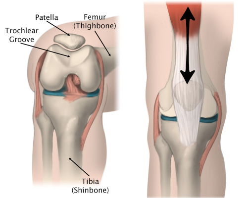 Patella Tracking Robina Physio