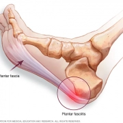 Foot Anatomy