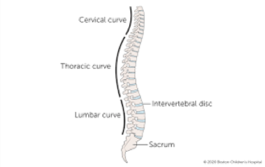 Human Spine