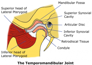 Anatomy of TMJ