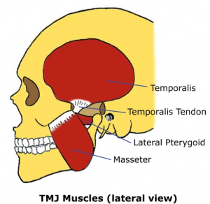 Muscles of the TMJ