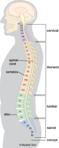 Spinal Anatomy