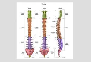 Image of spinal anatomy showing cervical, thoracic and lumbar vertebrae.
