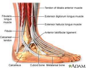 Ankle sprain Physio - picture of ankle anatomy